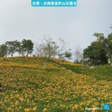 金針山木馬步道