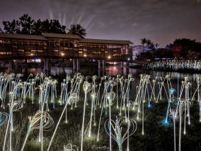 植光・花 Lighting Flowers